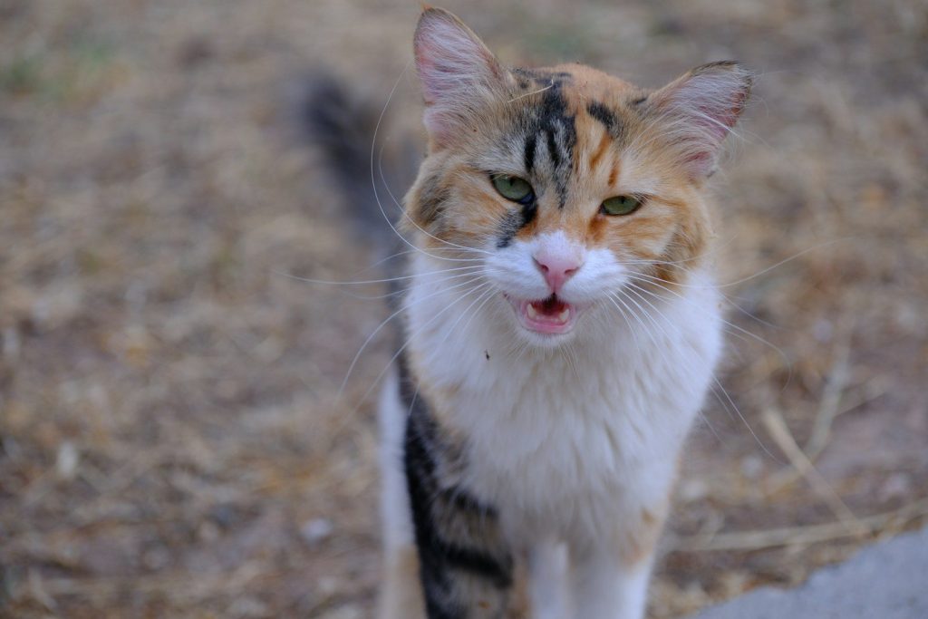 A calico cat with mouth open looks forward.