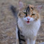 A calico cat with mouth open looks forward.