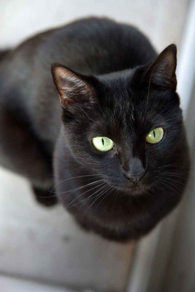 Close-up of a black cat with striking green eyes gazing upward, showcasing its shiny coat and curious expression.