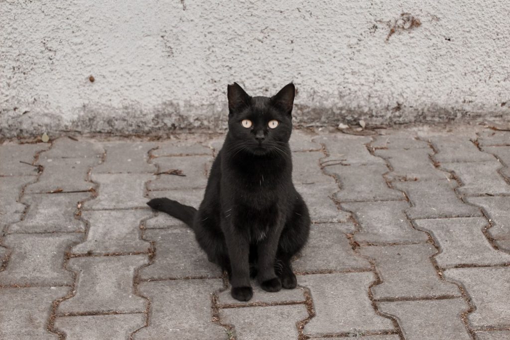 A cute black cat with sleek fur gazes at the camera on a paved surface.