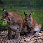 A lynx with a cub sitting on wood chips surrounded by grass in a natural setting.