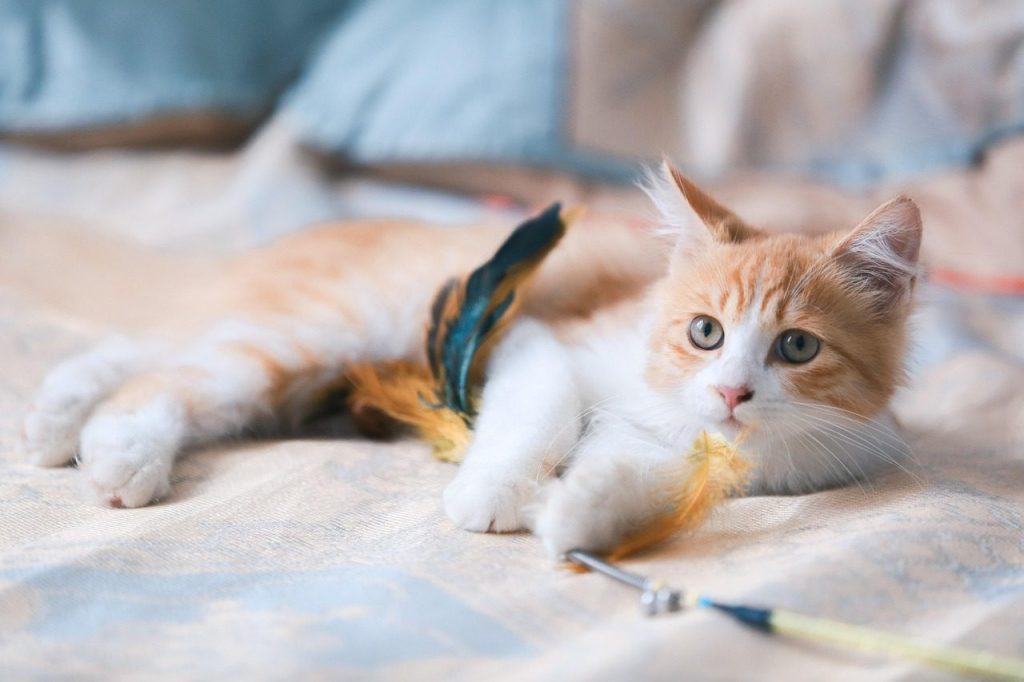 cat, kitten, animal, orange cat, portrait, cat portrait, tabby, orange tabby, tabby cat, feline, pet, mammal, amimal