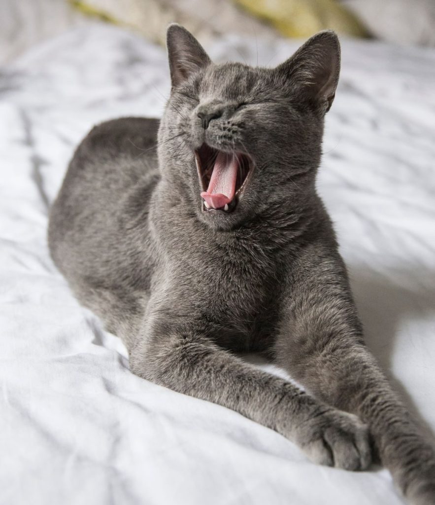 Close-up of a yawning gray cat lounging on a bed indoors.