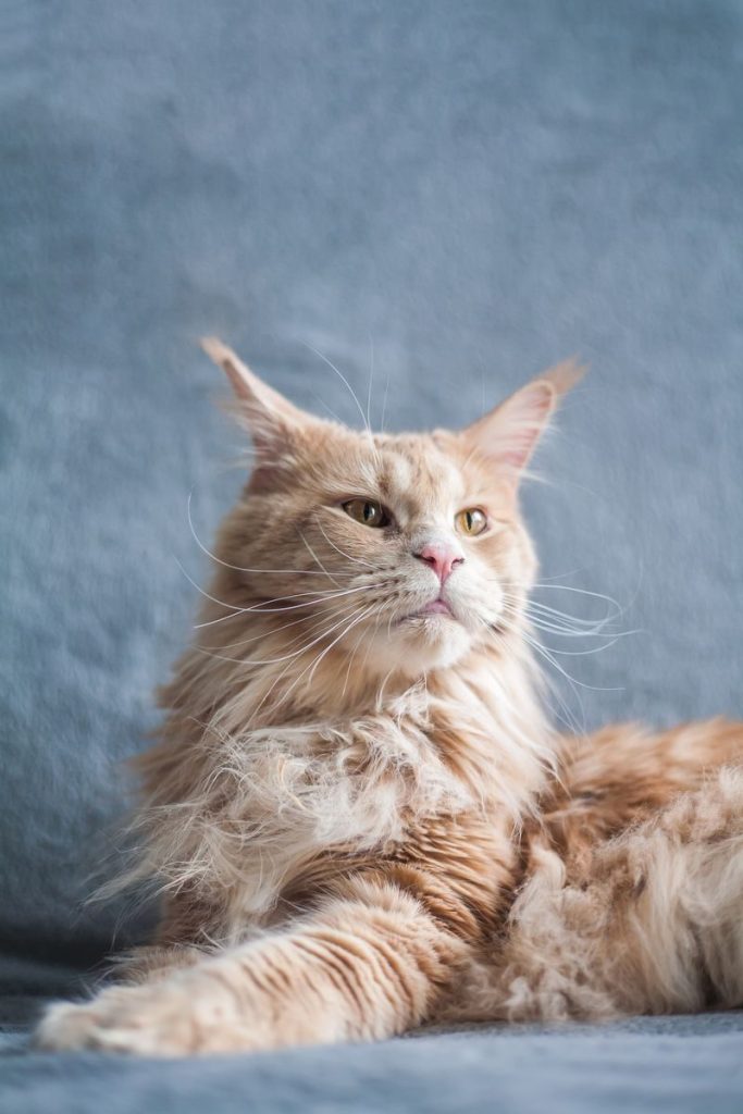 Close-up portrait of a relaxed Maine Coon cat lying indoors on a cozy surface.