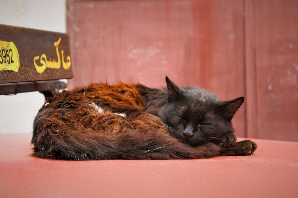 a cat sleeping on top of a wooden bench