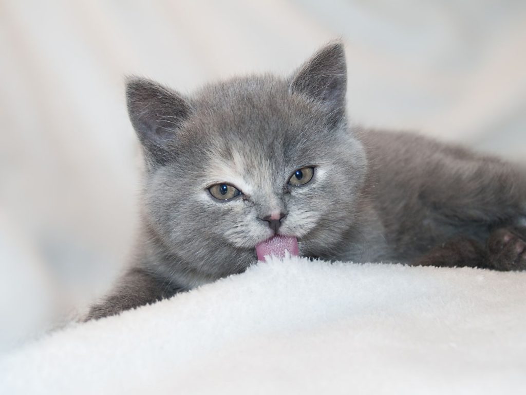 A cute gray kitten licking its paw on a soft white surface. Perfect pet photo.