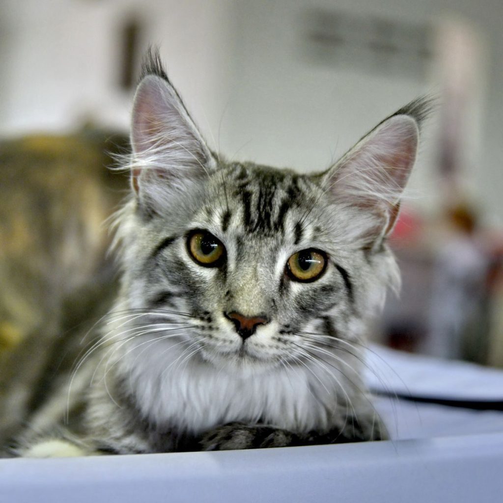 Adorable gray Maine Coon cat captured in a close-up photo, showcasing its majestic features and fluffy fur.