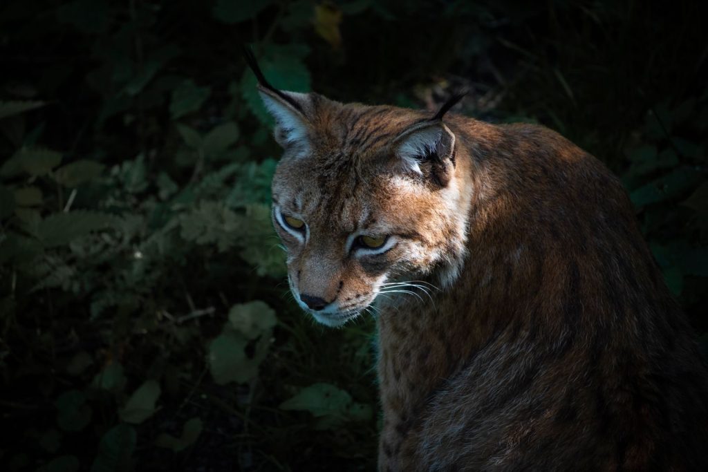 Close-up of a Eurasian lynx (Lynx lynx) in a forest, highlighting its majestic presence.