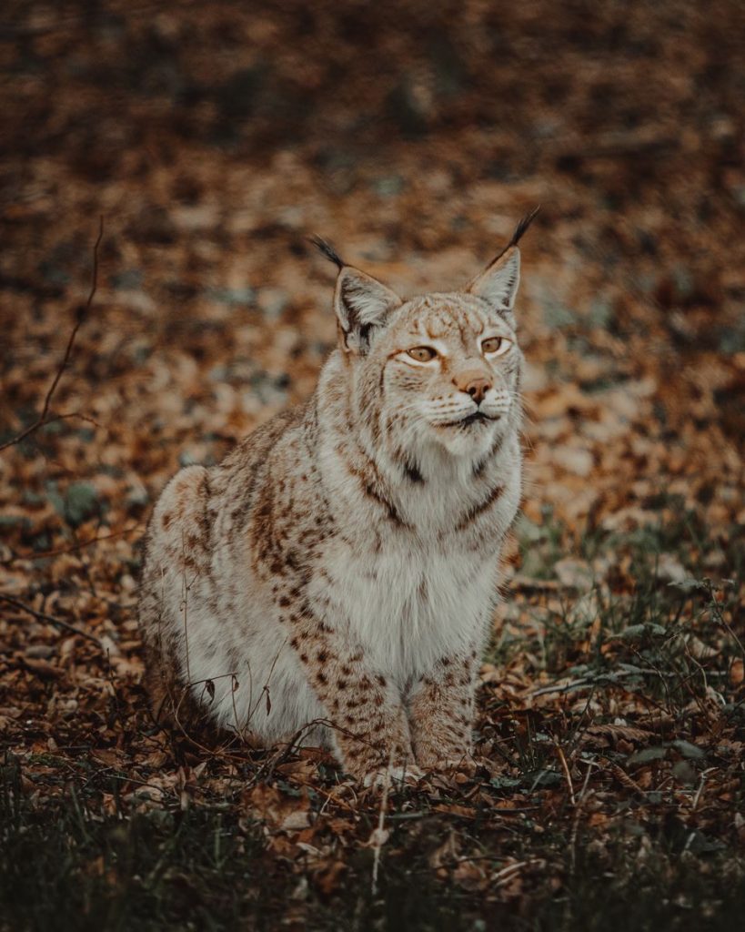 Wild Eurasian lynx sitting on a forest floor with autumn leaves around, captured in a natural setting.