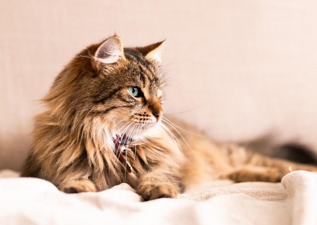 cat, feline, pet, nature, animal, adorable