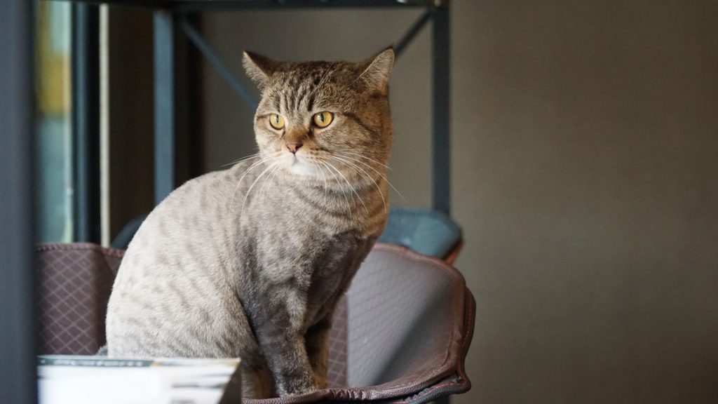 Adorable British Shorthair tabby cat sitting indoors with a serious expression.