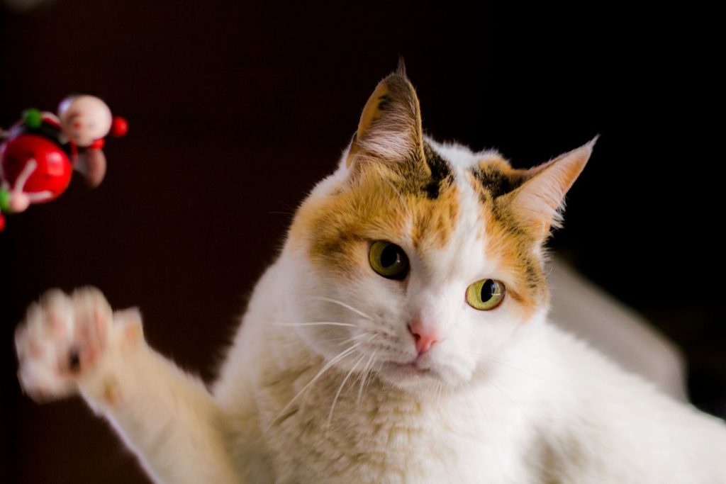 Charming calico cat playing with a toy, showcasing its bright eyes and playful nature.