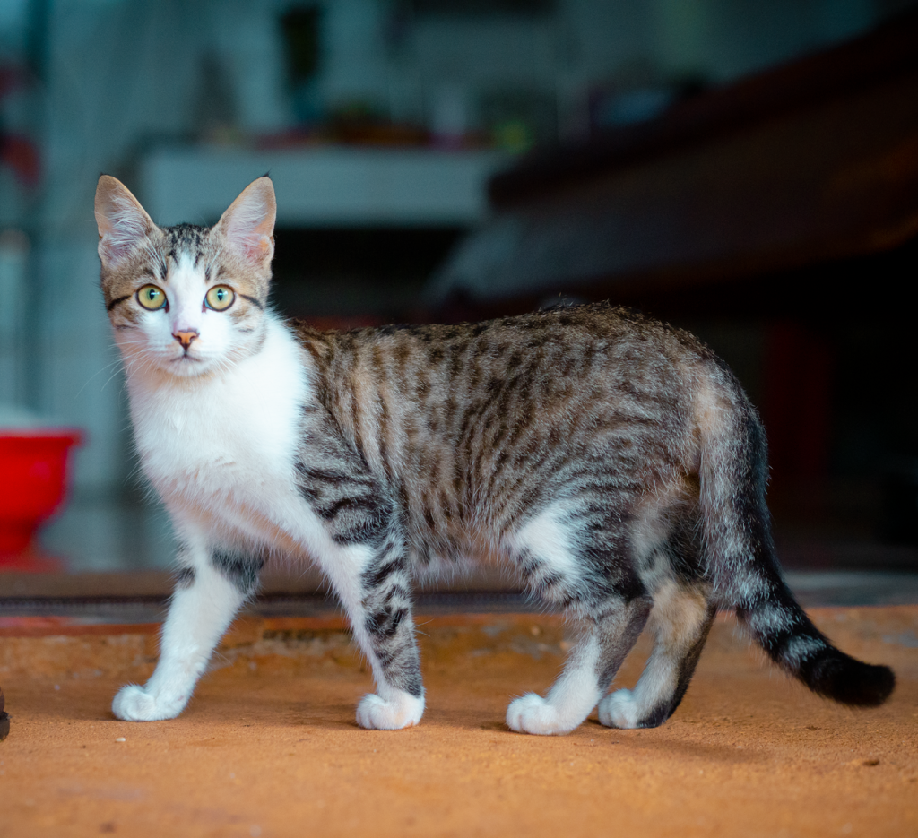A cute tabby cat with stripes and spots standing on an indoor floor, looking curious.