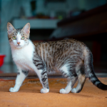 A cute tabby cat with stripes and spots standing on an indoor floor, looking curious.