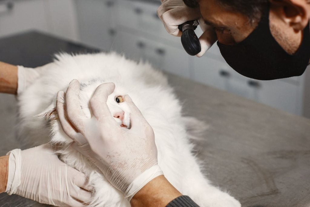 A veterinarian checking a white Turkish Angora cat's eye in a clinic setting.