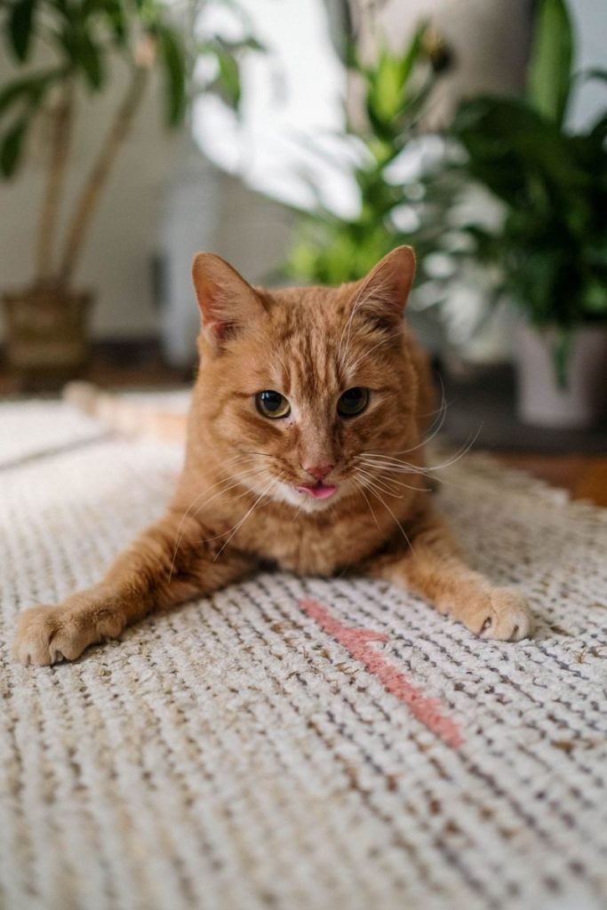 Adorable ginger cat lounging on a textured carpet surrounded by indoor plants.