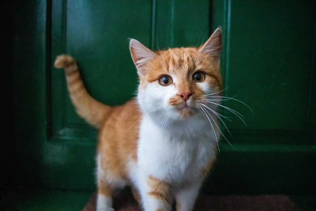 cat, front door, nature, pet, feline, animal