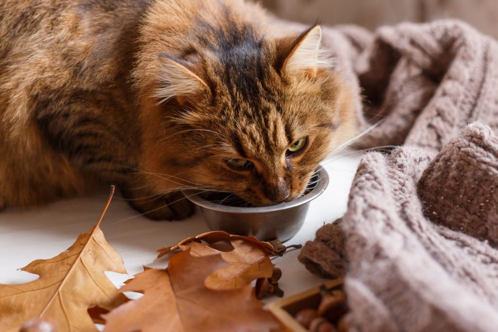 A fluffy cat enjoys a drink from a stainless steel bowl amidst autumn leaves.
