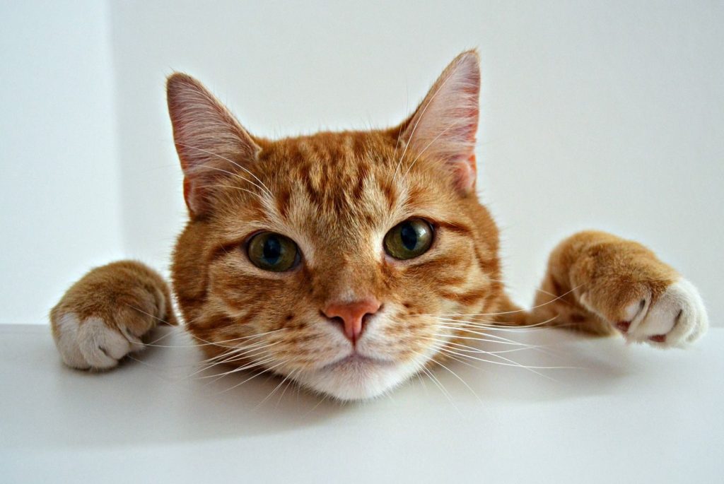 Adorable close-up of an orange tabby cat peeking over a white surface, full of curiosity.