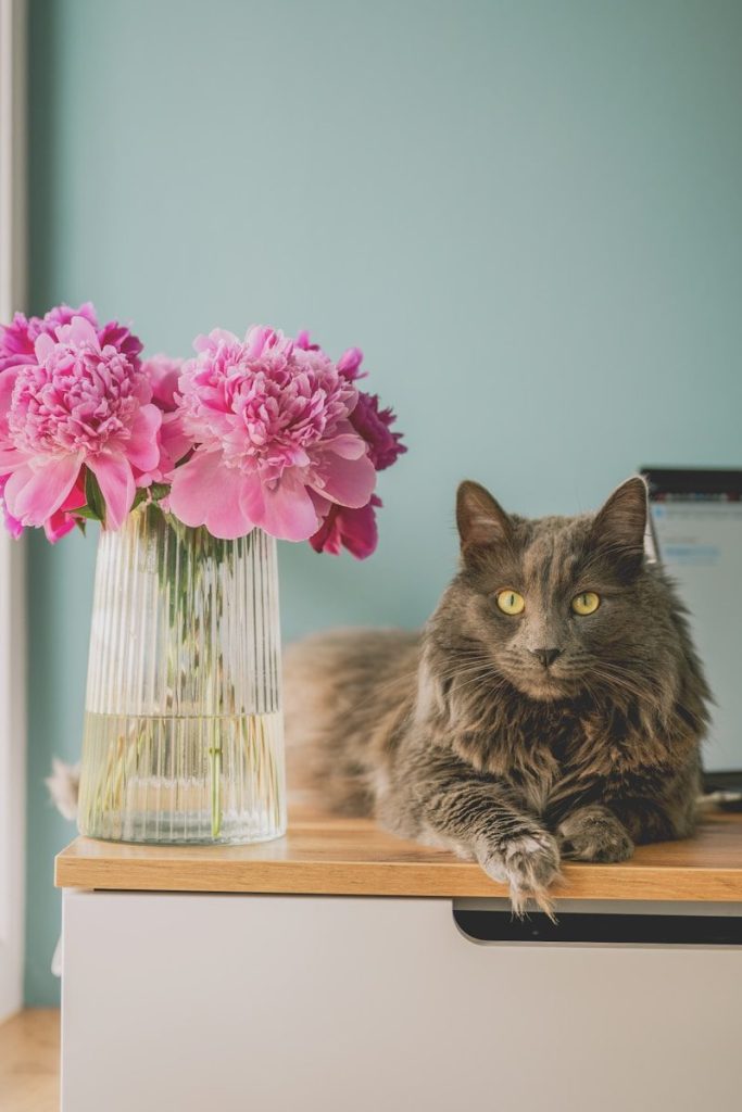 A grey cat and pink peonies on a wooden surface.
