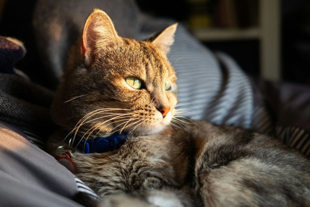 A cat soaks up the golden sunlight.