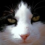 white and black cat with yellow eyes