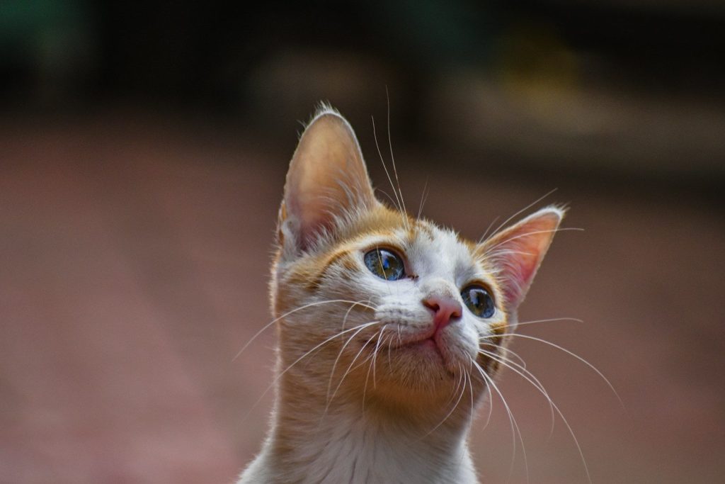 orange and white tabby cat