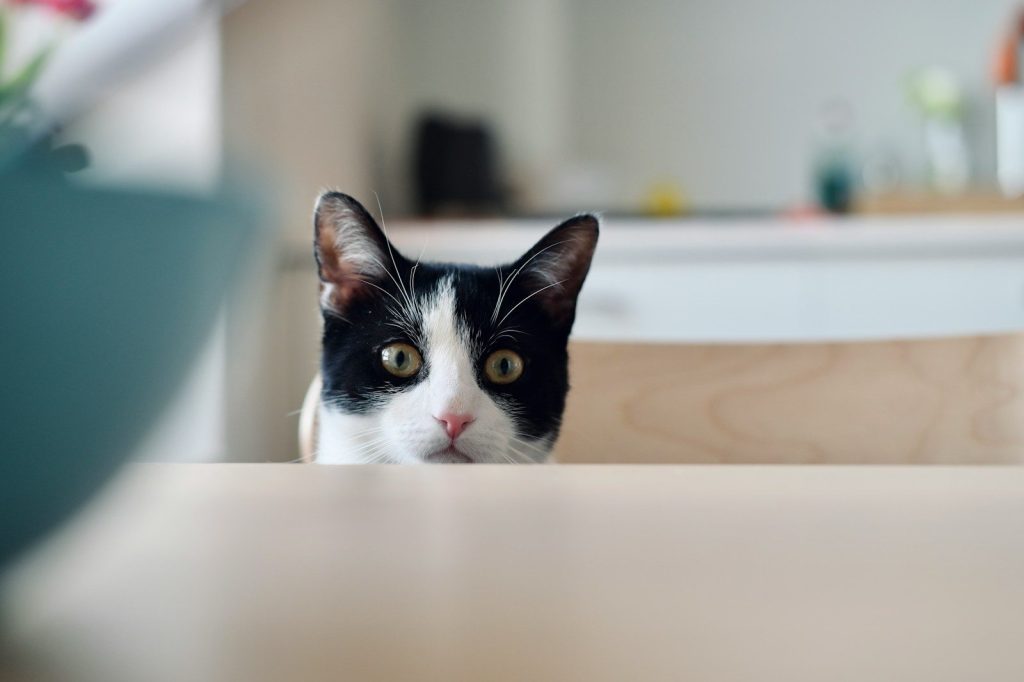 a cat looking over a counter