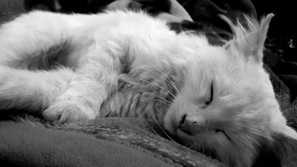 Serene image of a white cat peacefully sleeping, capturing tranquility and calm.