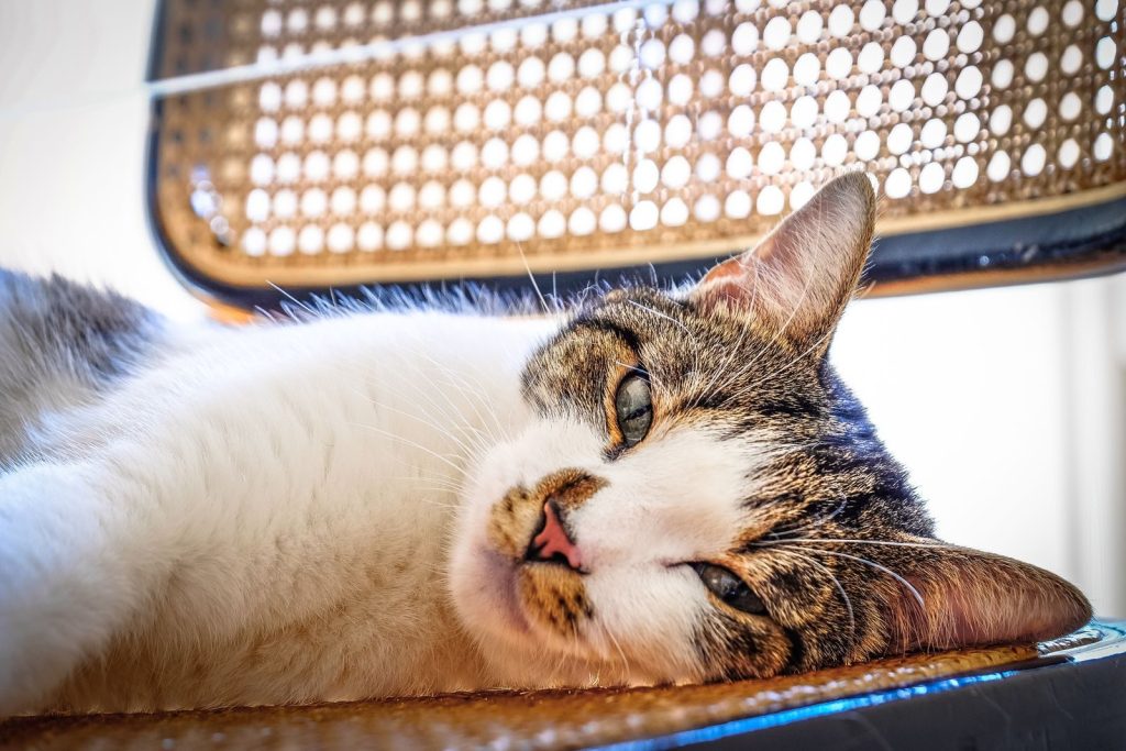 Adorable white domestic cat with brown spots looking at camera while lying on chair in room with sunlight at home