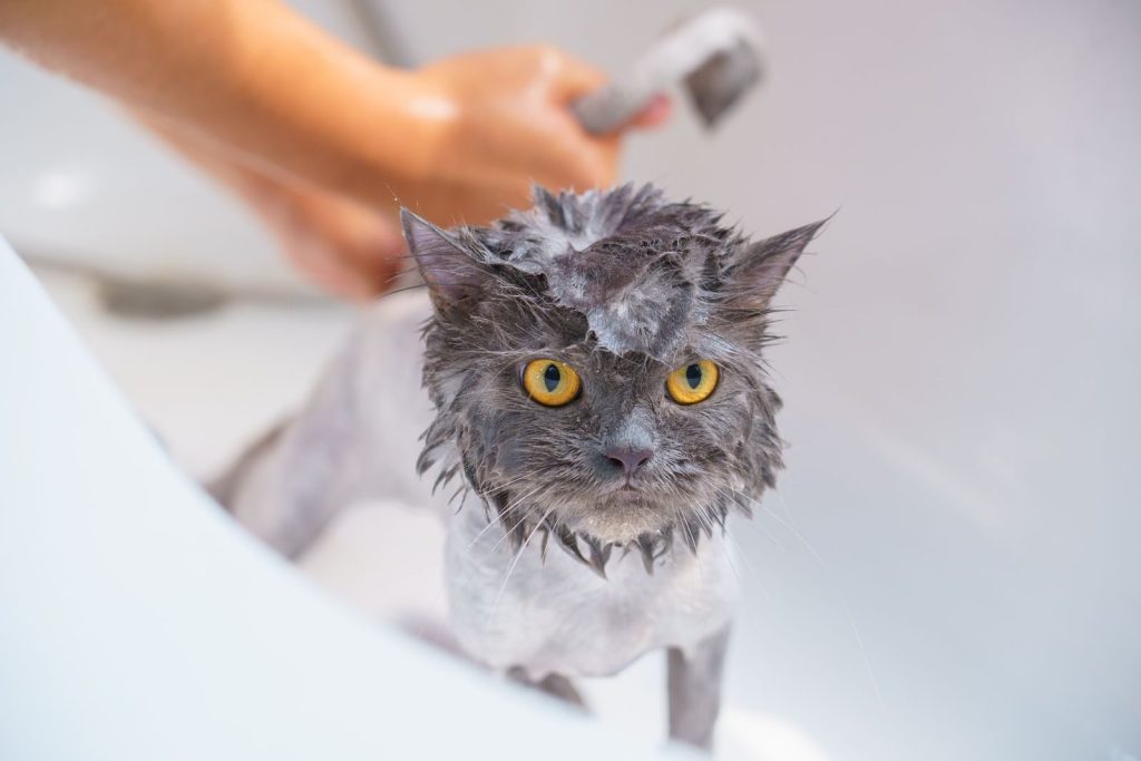 A wet Persian cat with yellow eyes being bathed, looking adorable yet grumpy.
