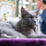 A fluffy gray Maine Coon cat lounging indoors, showcasing its serene demeanor and vibrant green eyes.