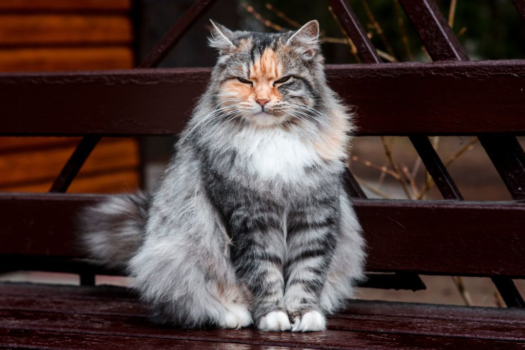 A fluffy tabby cat with closed eyes sits peacefully on a wooden bench outdoors.