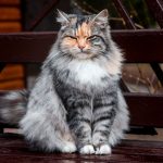 A fluffy tabby cat with closed eyes sits peacefully on a wooden bench outdoors.