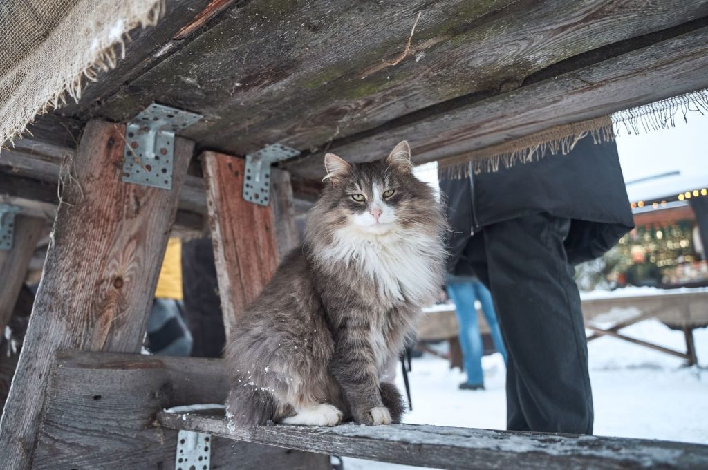 A fluffy Norwegian Forest cat sits under a rustic bench in a snowy outdoor market. People in winter attire pass by.