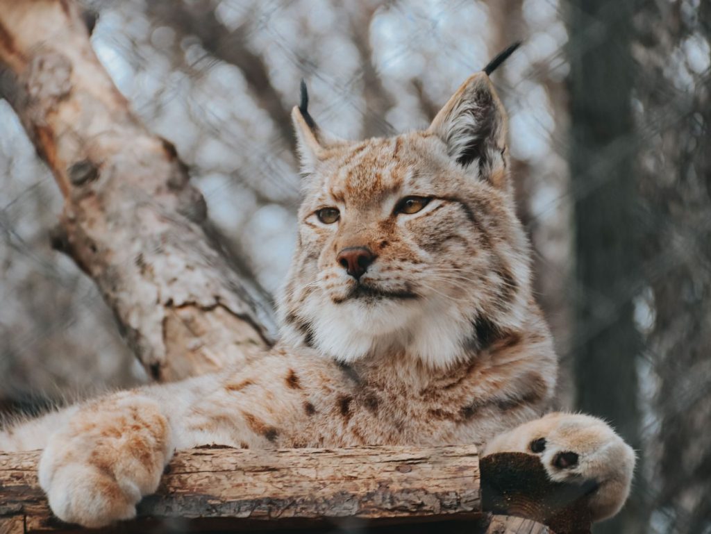 Close-up of a lynx sitting on a tree branch, displaying its majestic features in a natural setting.