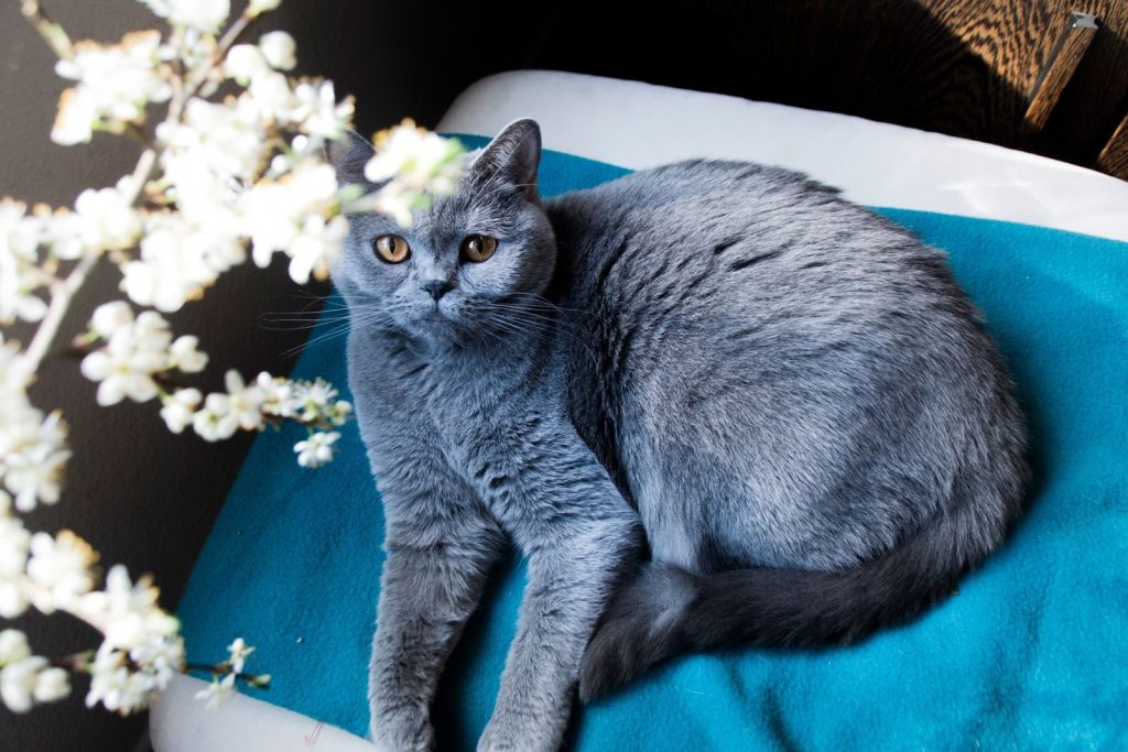 From above of adorable British Shorthair cat with gray fur lying on chair with textile in light room near branch with blooming flowers