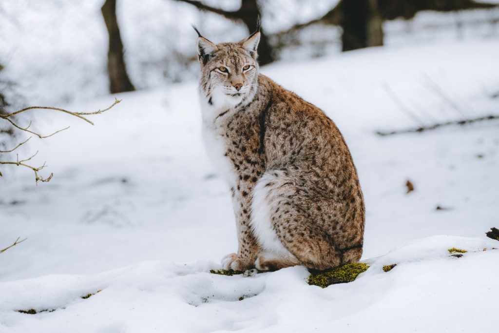 Wild fluffy lynx with brown spotted fur sitting in snow in wild nature and looking away