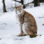 Wild fluffy lynx with brown spotted fur sitting in snow in wild nature and looking away