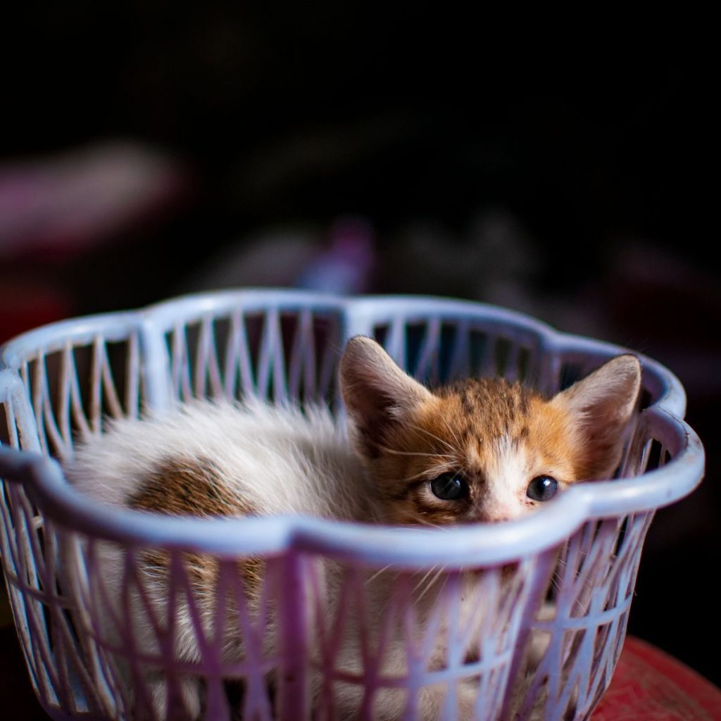 Close-up of a cute tabby kitten nestled in a blue plastic basket, perfect for animal lovers.
