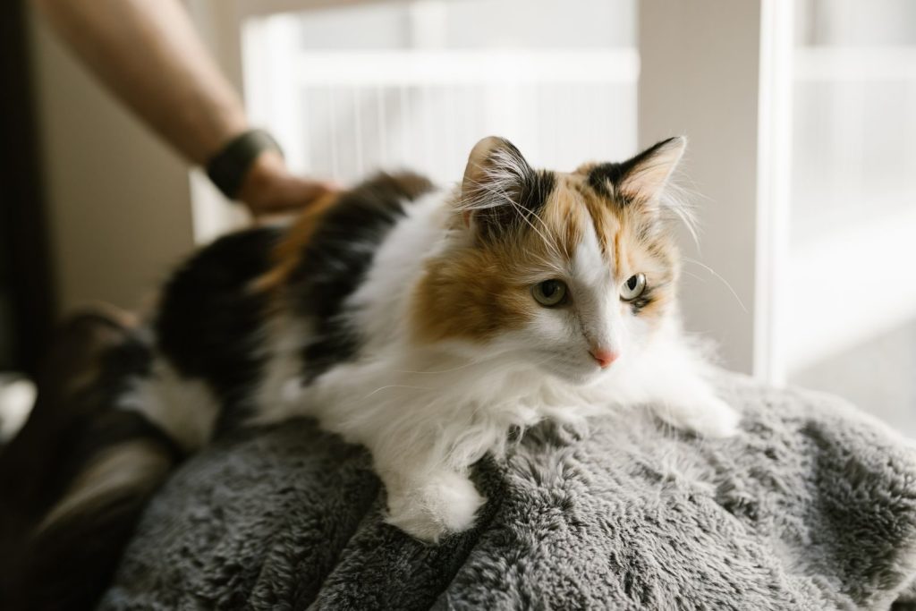 Cute calico cat resting comfortably on a soft blanket indoors, showcasing its fluffy fur in natural light.