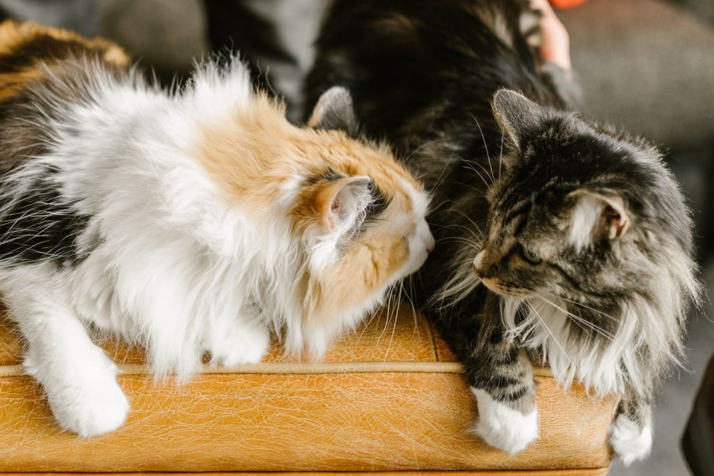 Two fluffy Maine Coon cats interacting intimately on a leather sofa.