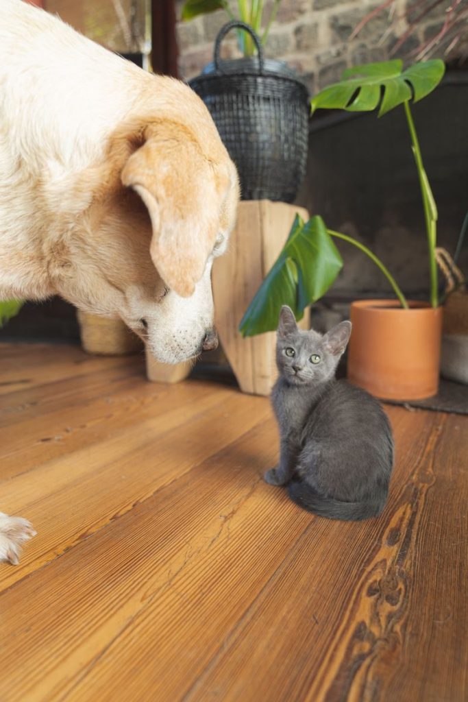 Charming scene of a curious dog meeting an adorable kitten on a wooden floor.