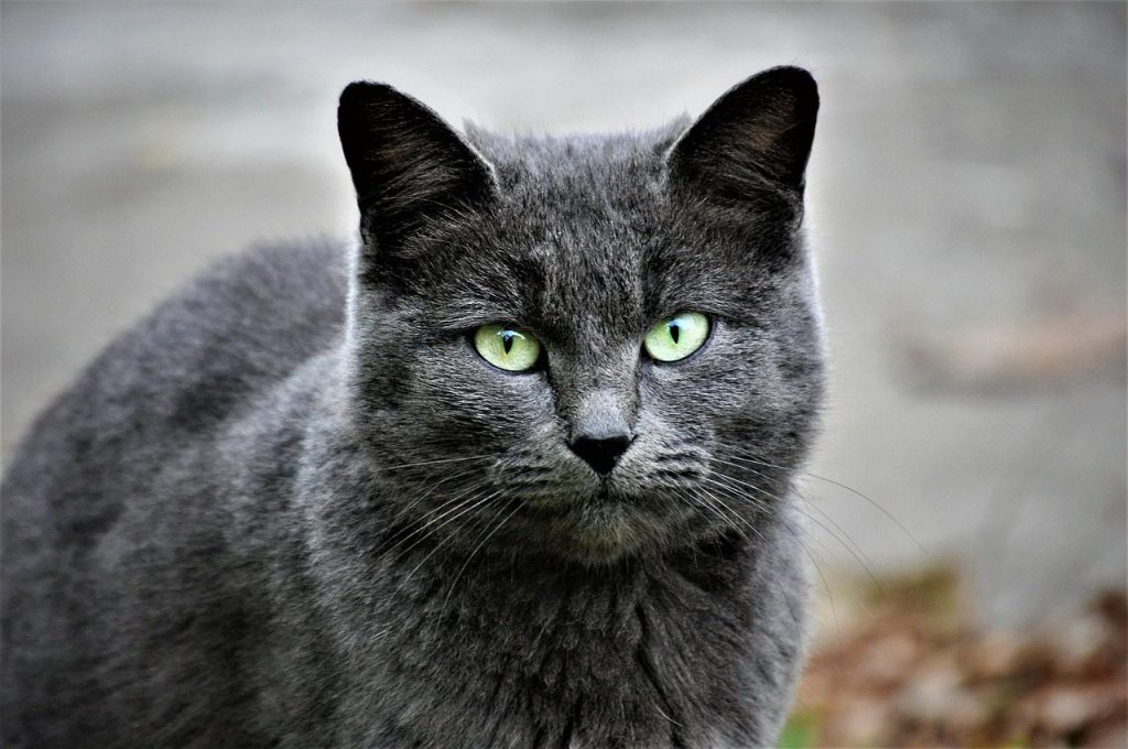 cat, pet, feline, animal, fur, kitty, domestic, nature, domestic cat, cat portrait, animal world