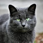 cat, pet, feline, animal, fur, kitty, domestic, nature, domestic cat, cat portrait, animal world