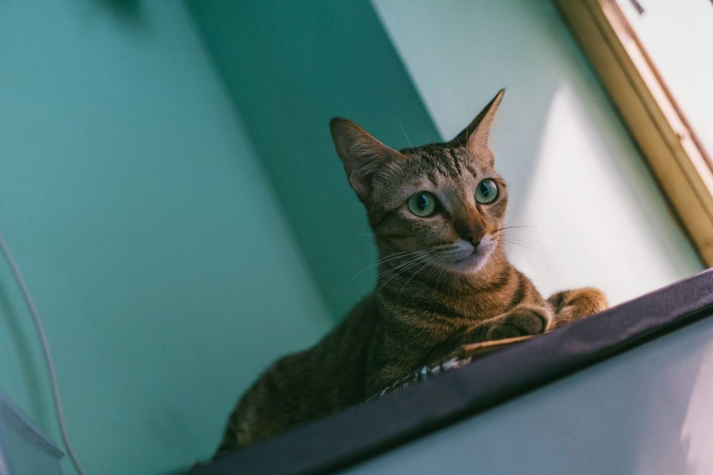 A curious tabby cat with green eyes lounging by a sunny window indoors.