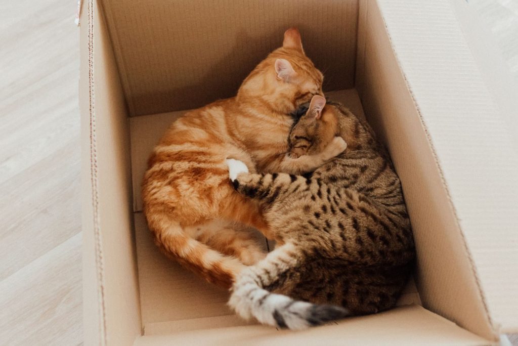 Two tabby cats snuggle together in a cardboard box, showcasing comfort and companionship.
