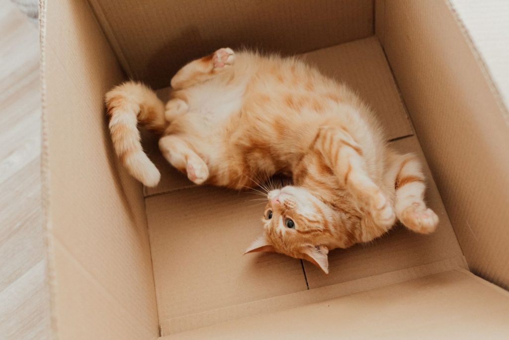 Cute ginger tabby kitten playfully lying on its back in a cardboard box indoors.