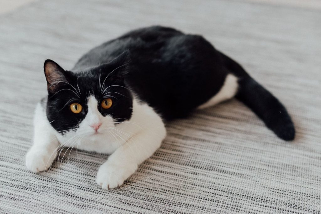 Close-up of a black and white tuxedo cat lying on a textured fabric indoors.