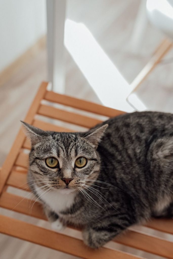 Close-up of a charming tabby cat lounging on a wooden chair indoors.